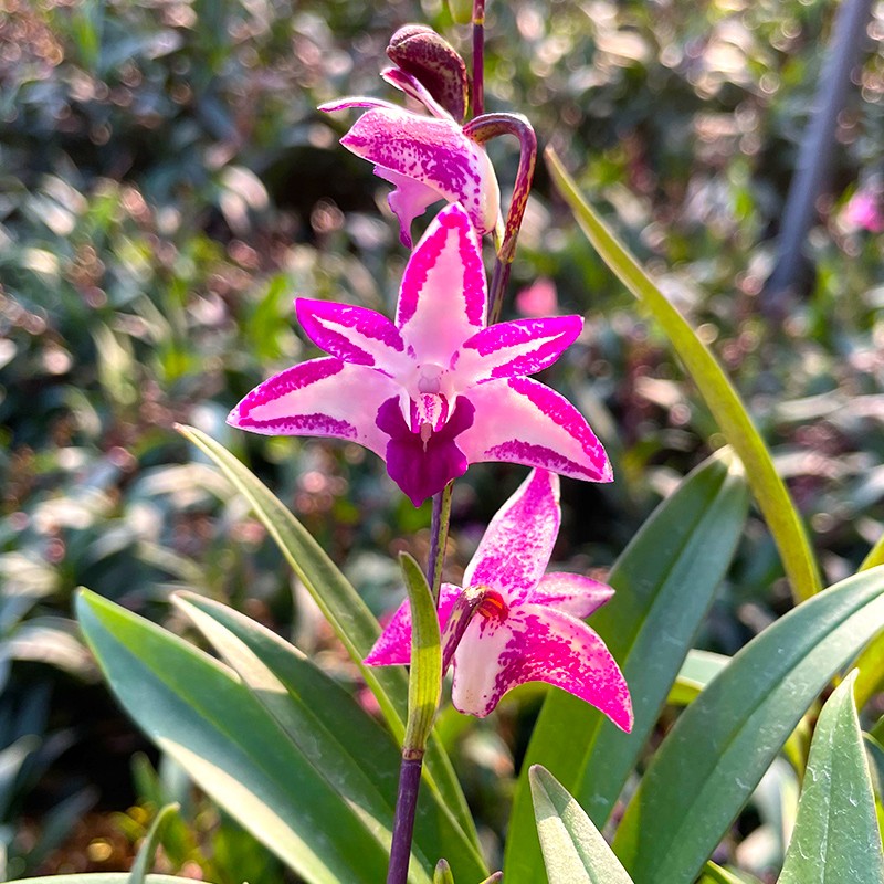 刘阁兰花苗紫蝶石斛香水石斛冬带花苞出售带盆发货年宵喜庆花卉盆栽