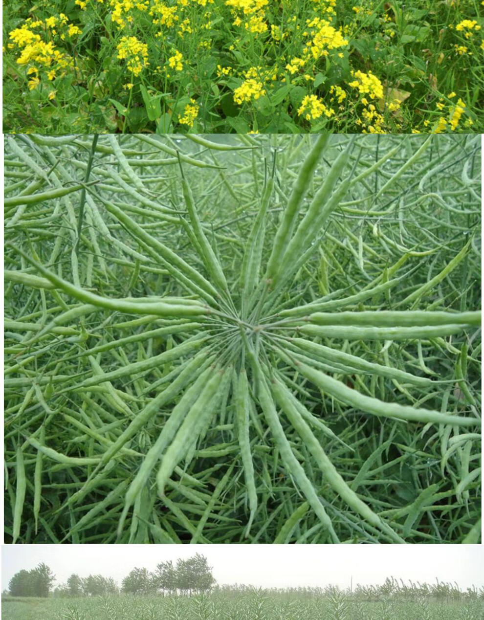 杂交高产油菜种子矮杆耐寒抗倒早熟油菜籽种油率高正品油菜花种子 德