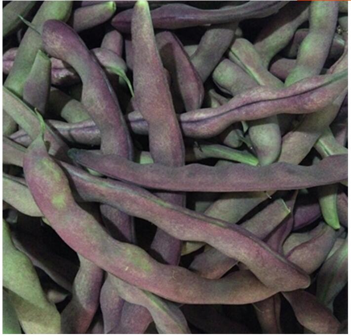 媚调东北紫豆角 大紫袍芸豆【发顺丰】农家新鲜蔬菜 冻死鬼紫豆角 3斤