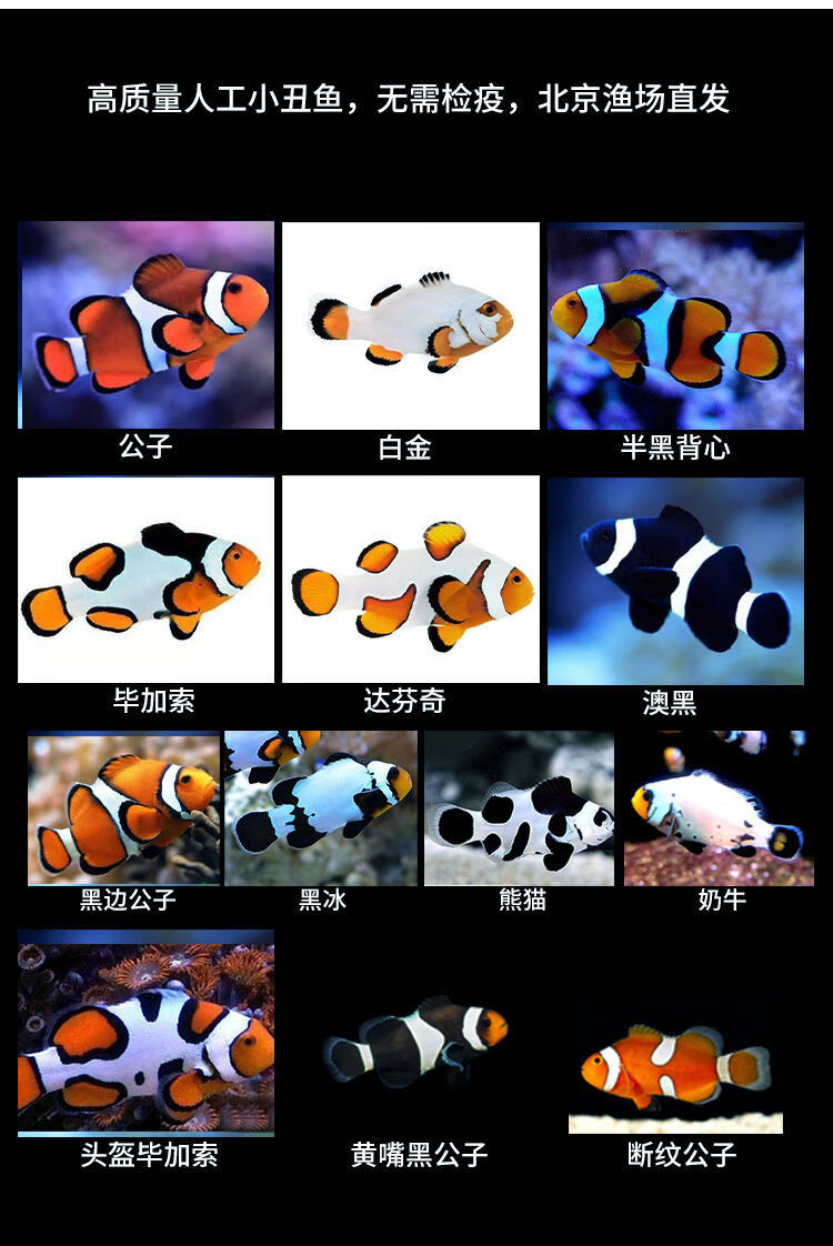 小丑鱼图片种类图片