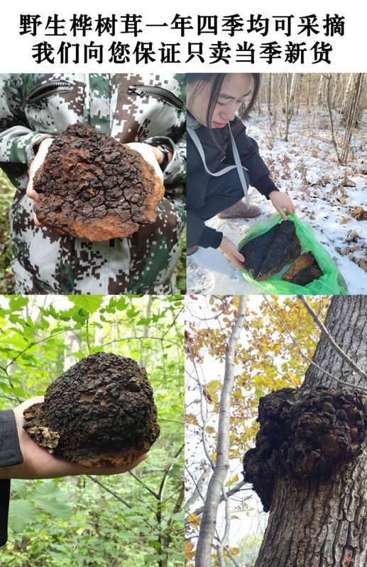 长白山野生桦褐孔菌白桦茸桑黄桦树泪500克灵芝散装买灵芝散装买