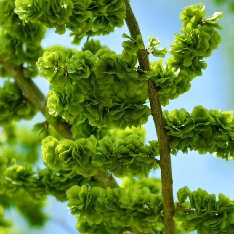 顺丰速运新鲜榆钱2022年新鲜榆钱儿榆串人工采摘窝窝头菜1斤现摘速发