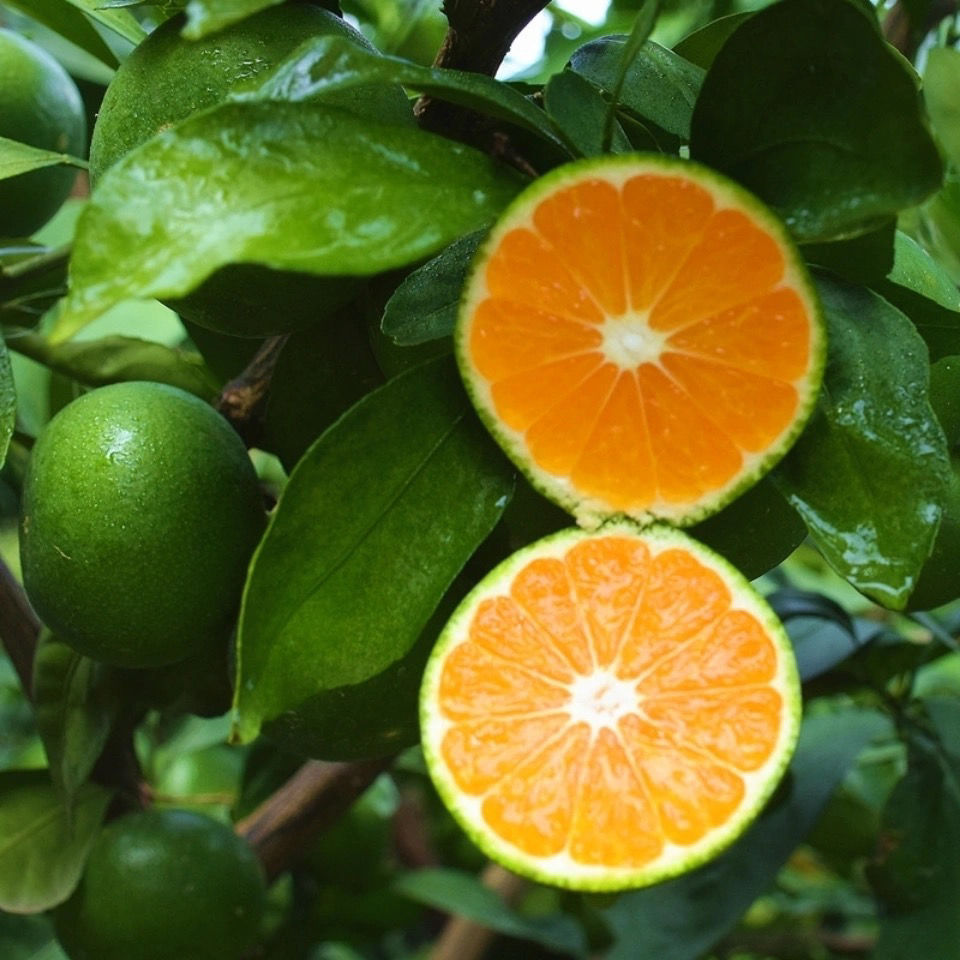 云南新鲜特早蜜桔孕妇酸绿皮橘子青黄皮现摘桔子应季水果510斤现摘现