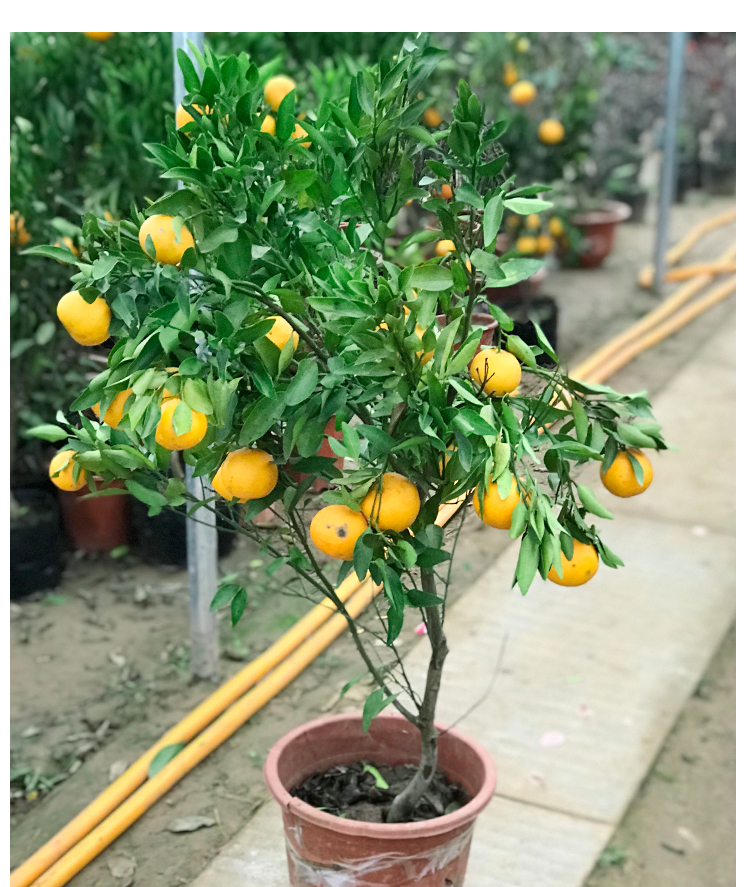 砂糖橘子苗树南方种植果树盆栽嫁接丑八怪桔子苗带果室内各种水果