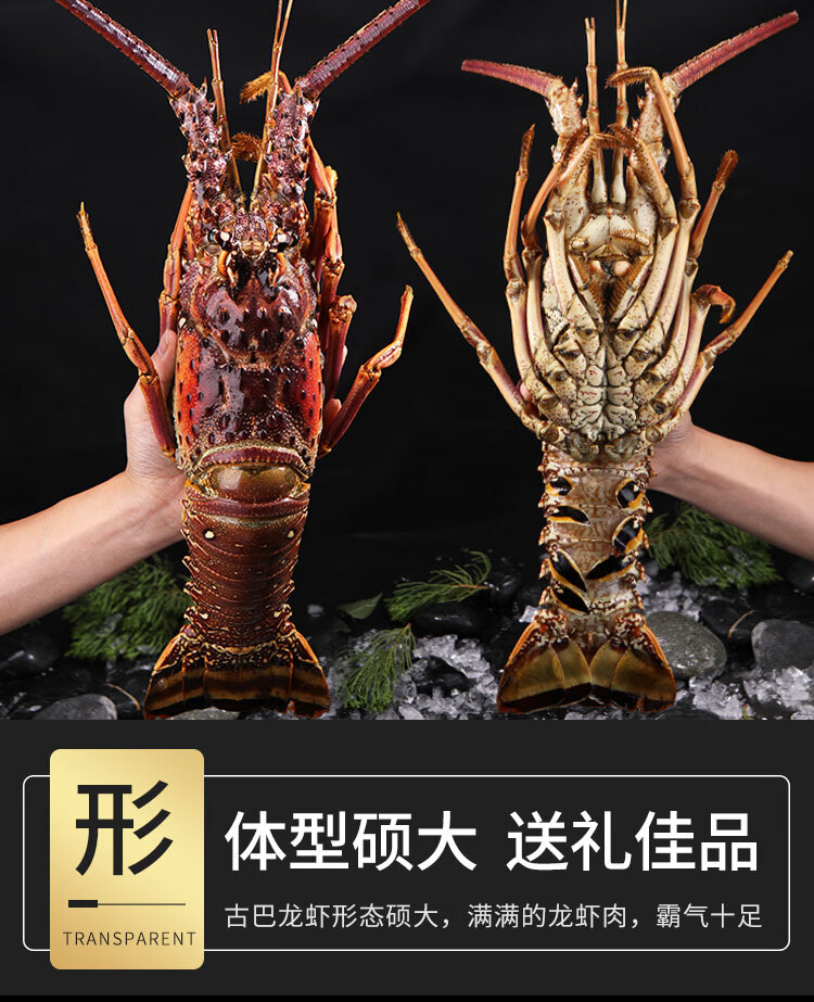 冠季古巴龙虾特大龙虾年货礼盒进口新鲜鲜活冷冻海鲜水产鲜冻古巴龙虾