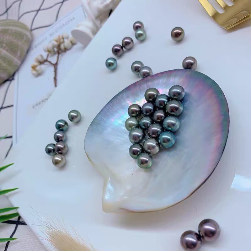 黑碟贝特大河蚌寄蚌自己开单颗黑珍珠diy 高品大溪地黑蝶贝一个【图片