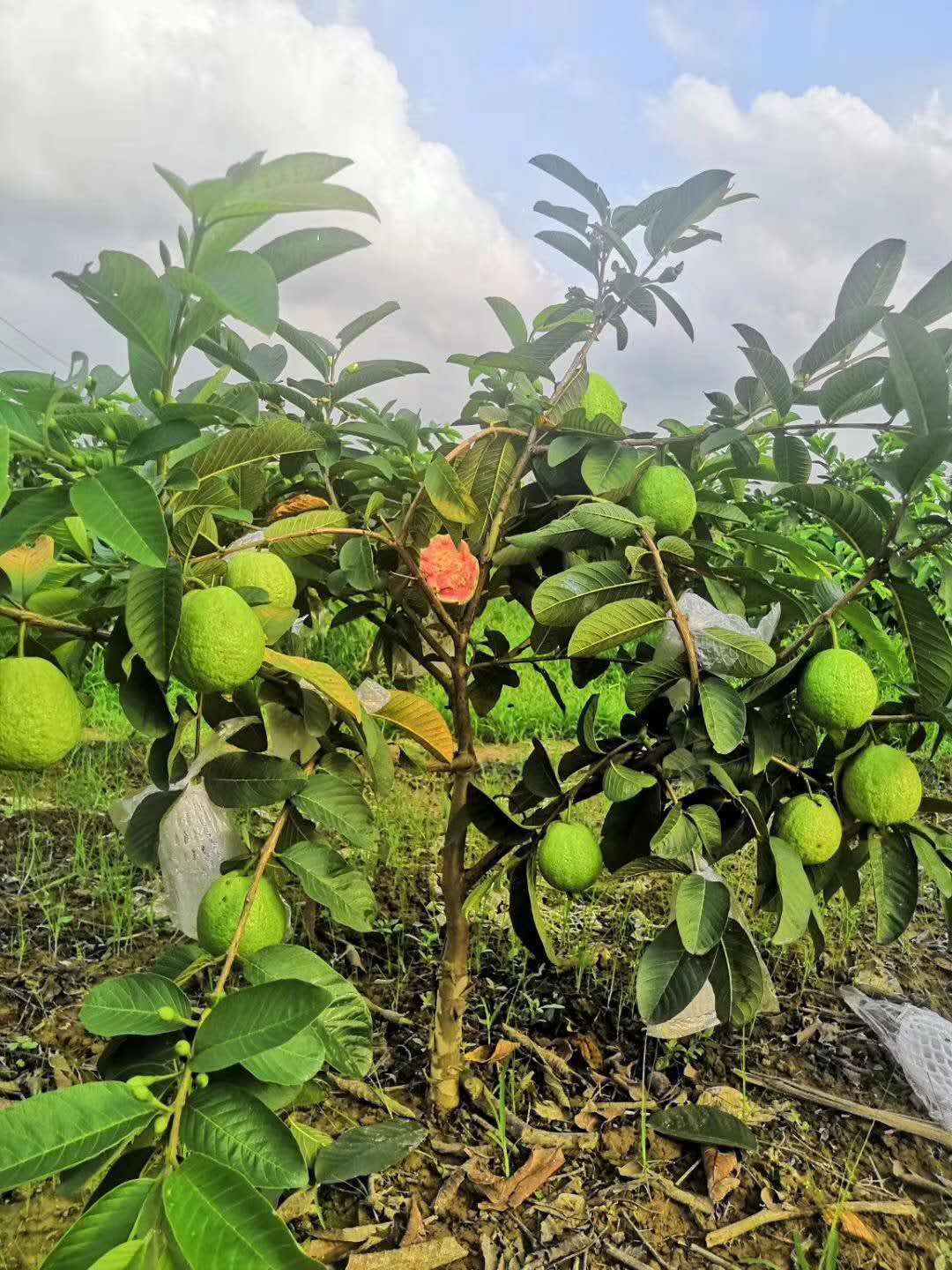 江影清番石榴苗芭乐树苗台湾番石榴红心白心嫁接苗四季当年结果新品种