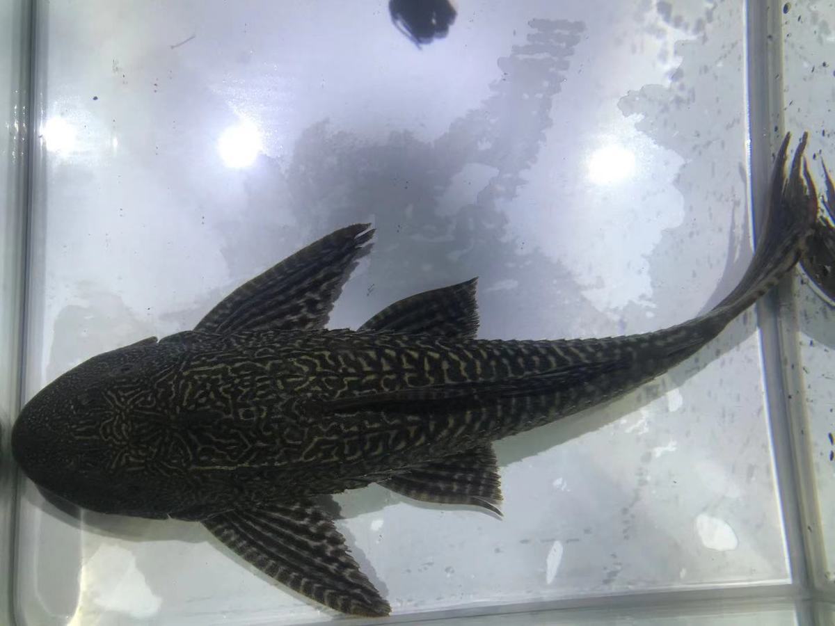 【京选好物】活体大尺寸清道夫鱼淡水鱼缸清洁工专吃鱼粪除藻净化水质