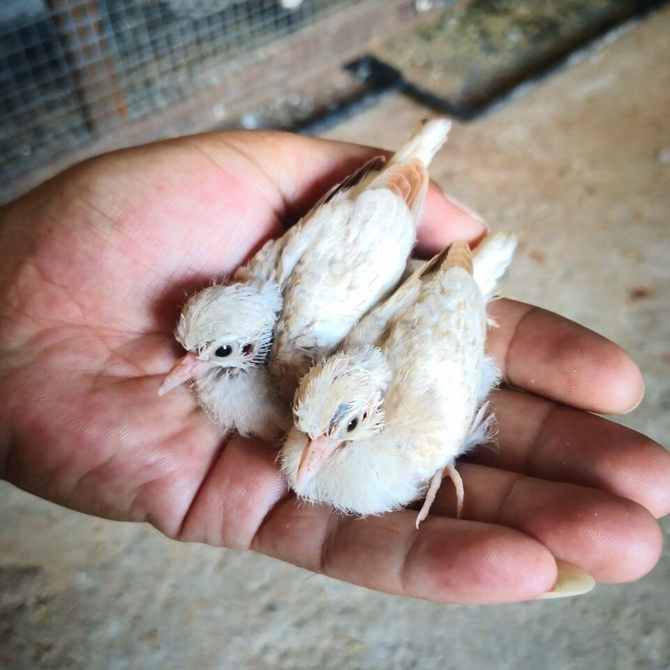 活体宠物鸽薄珍珠鸽袖珍鸽原色驼色蓝白鸽子观赏宠物活体鸟 原始种母