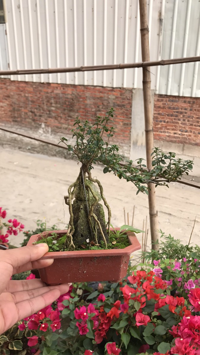 金边提根六月雪盆景 悬崖微型开花小盆栽 树桩造型 办公桌面室内 微型