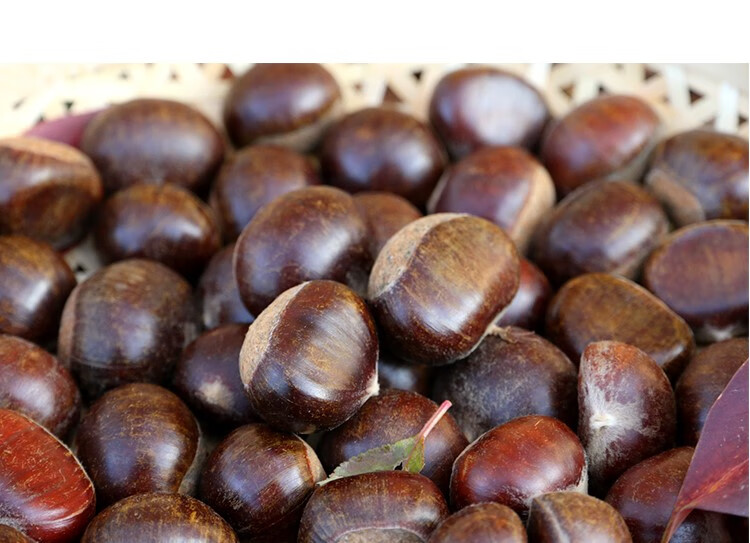 大果 很甜很糯 北京密云燕山油栗子 3斤 1500g 小果 新下树板栗【图片