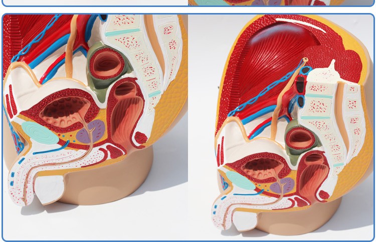 女性盆腔正中矢状切面模型3件生殖器解剖模型妇产科示教学模具 女性kf