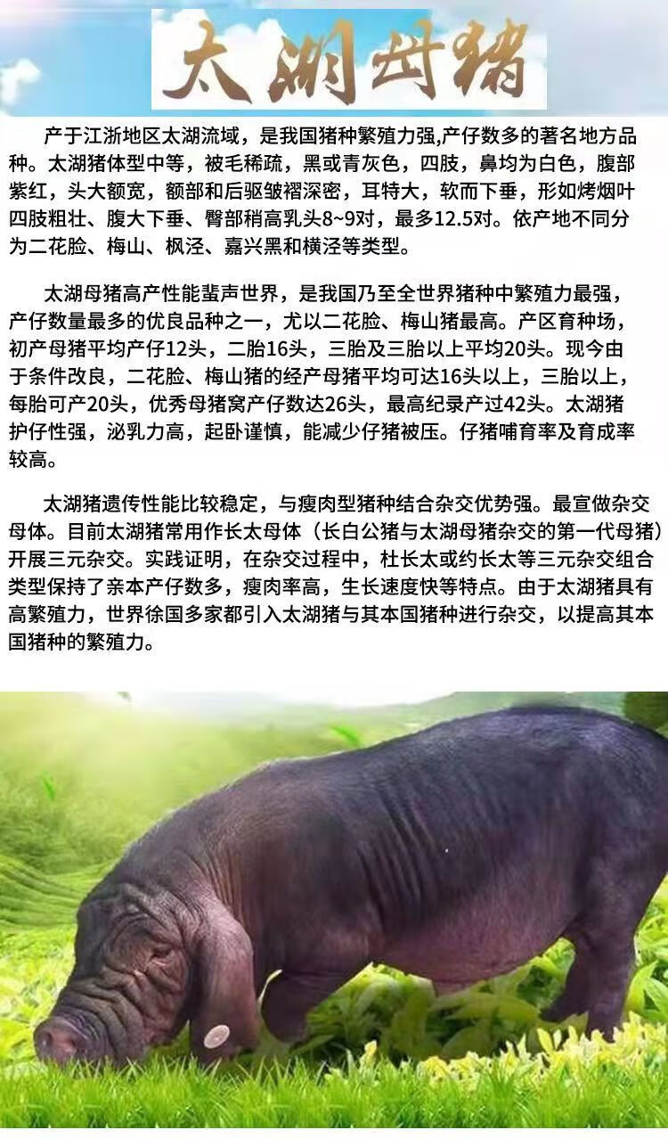 原种太湖母猪简介图片