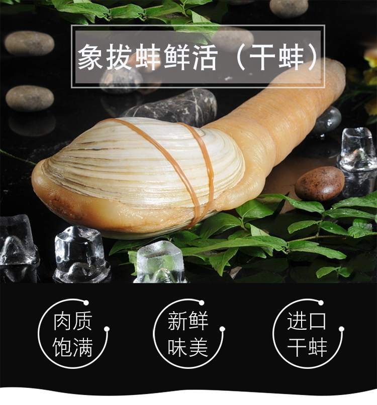 鲜活象拔蚌加州象拔蚌3斤/只刺身食材象拔蚌鲜活水产加拿大象拔蚌