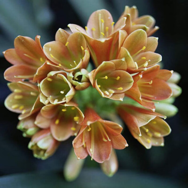 君子兰盆栽南非新品君子兰盆栽室内植物君子兰花苗四季花卉君子兰植物