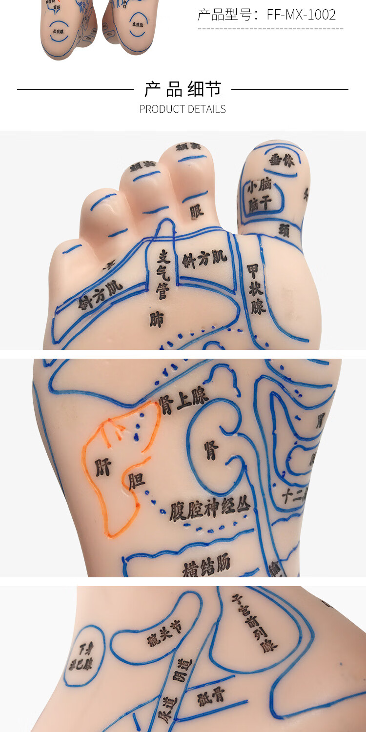 經絡通清晰足底反射區模型腳底按摩點穴足部經絡穴位圖腳模形足療19