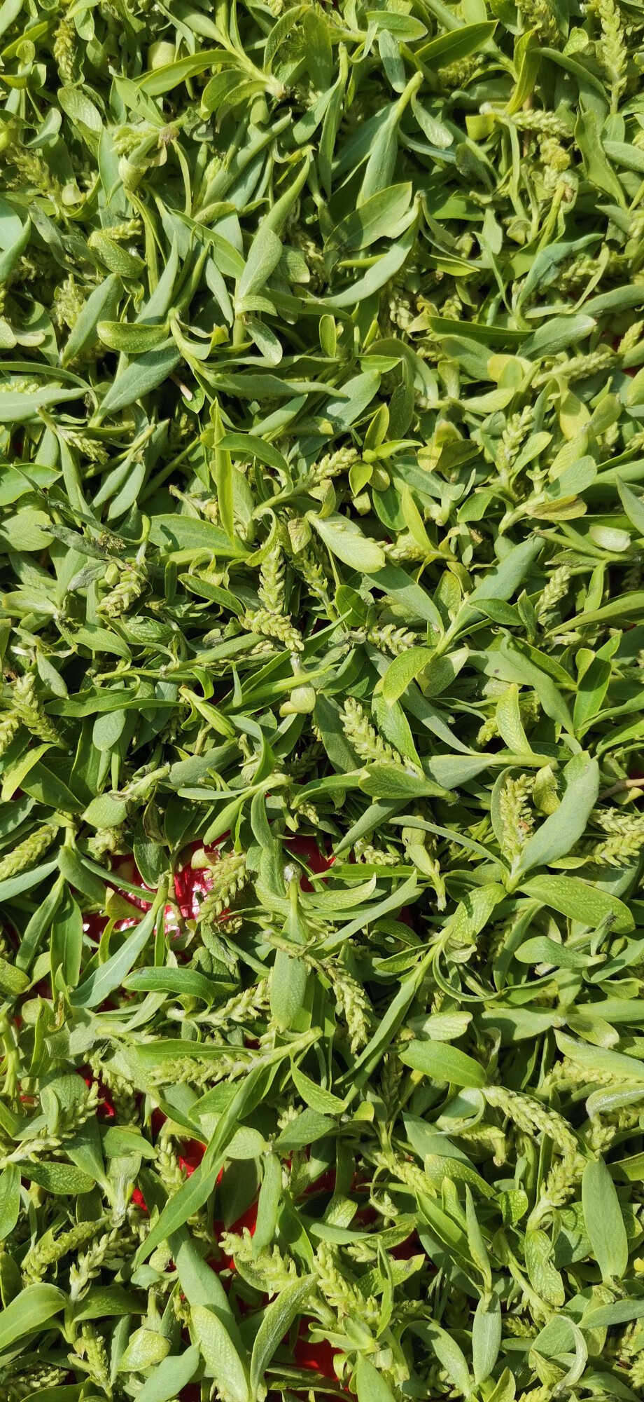 伟博精选 初春嫩柳树芽柳芽尖干品柳絮嫩柳叶中药材自然风干下火王