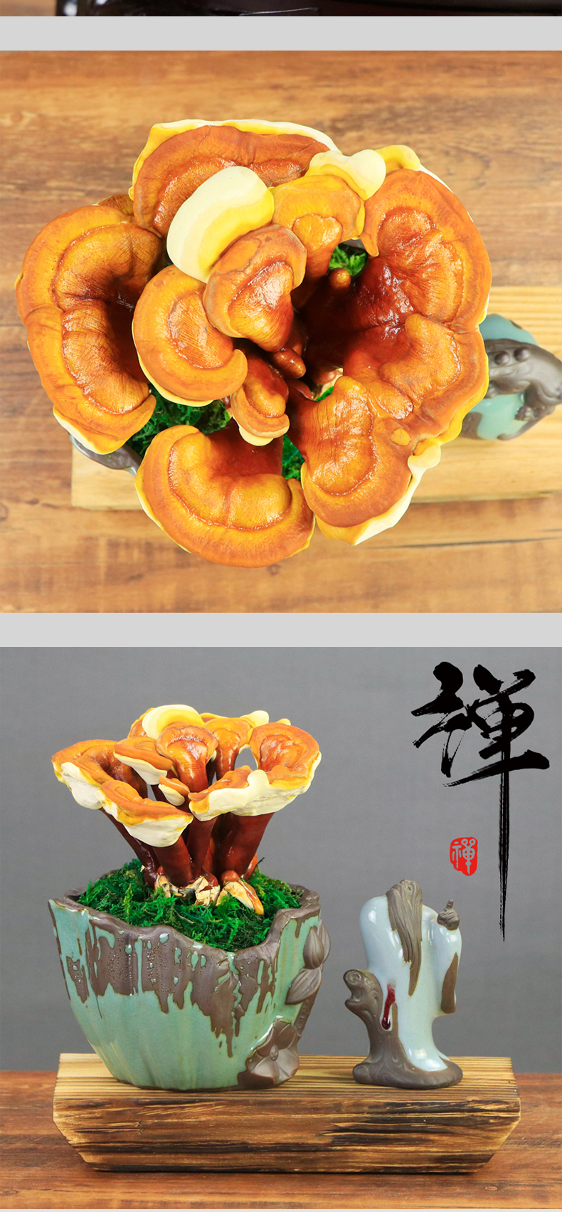 自然岛(zirandao) 活体赤灵芝盆景创意盆栽客厅室内办公室四季常青