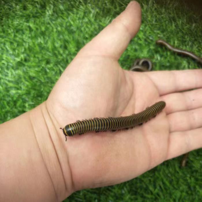 马陆虫红环黄环包活 比独角仙乌龟仓鼠鸟好养 红环20只【图片 价格