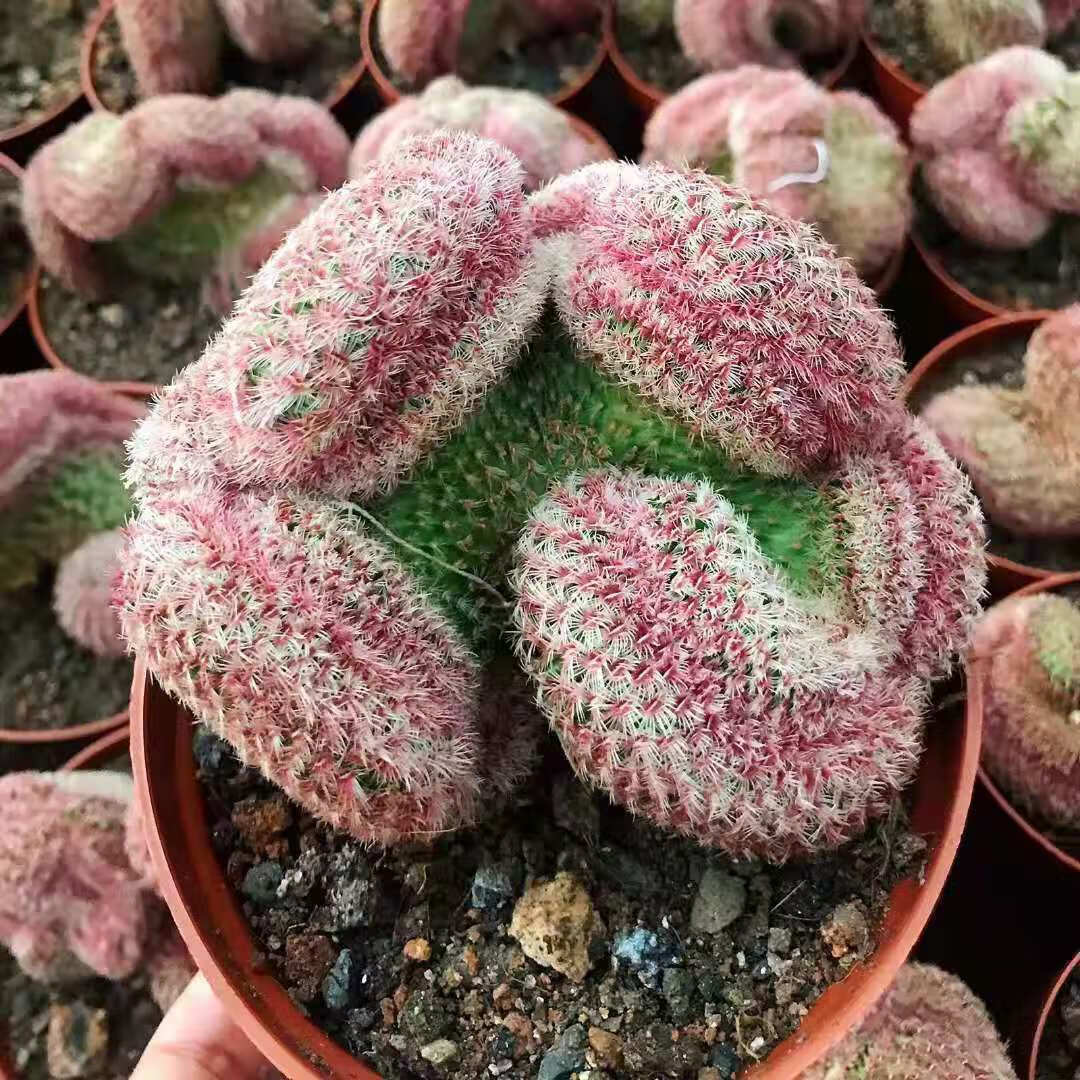 红太阳仙人球实生高级稀有多头仙人掌多肉植物室内盆栽防辐射 落地根