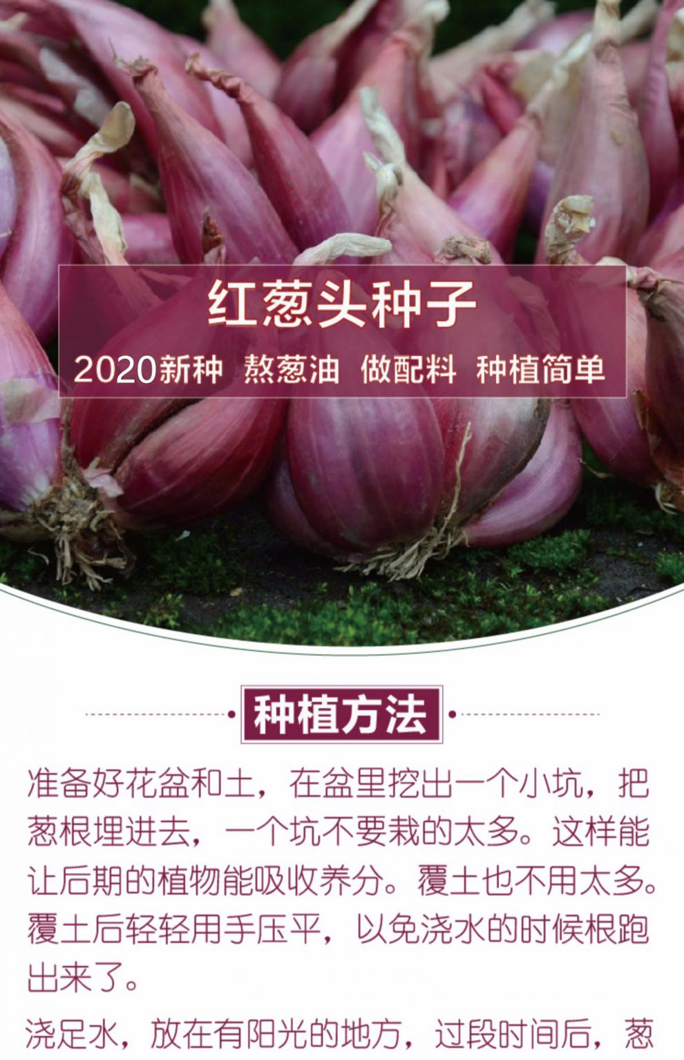葱种籽香葱头红头葱籽老火葱头种子四季小香葱种阳台种菜蔬菜种苗红