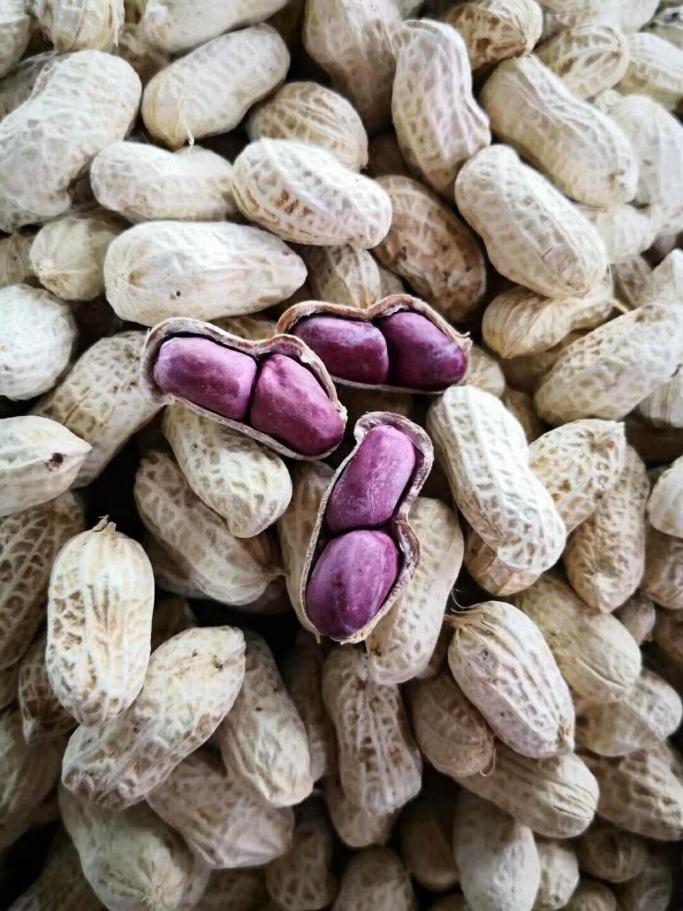 福建紫皮花生龙岩连城白晒水煮湿烤花生香酥脆烘烤紫衣花生500g紫衣