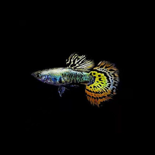 种孔雀鱼胎生鱼直接生小鱼热带鱼花尾红尾黄老虎天空蓝红头孔雀花尾