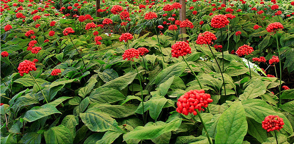 红参大片100g品牌:镇参崖本店好评商品商品评价(2000 )售后保障