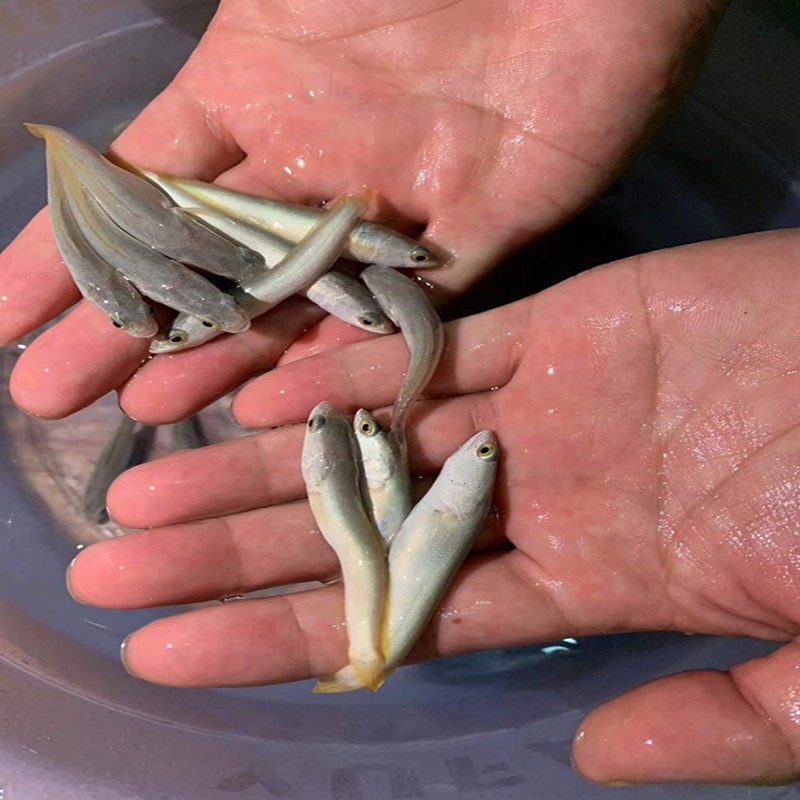 白乌鱼鱼苗批发黑鱼 白甲雷龙 淡水鱼凶猛鱼 乌鱼苗 养殖白金雷龙