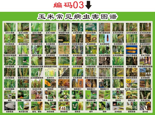 粮食作物小麦玉米水稻常见病虫害图谱海报pp背胶贴纸定制乳白色水稻50