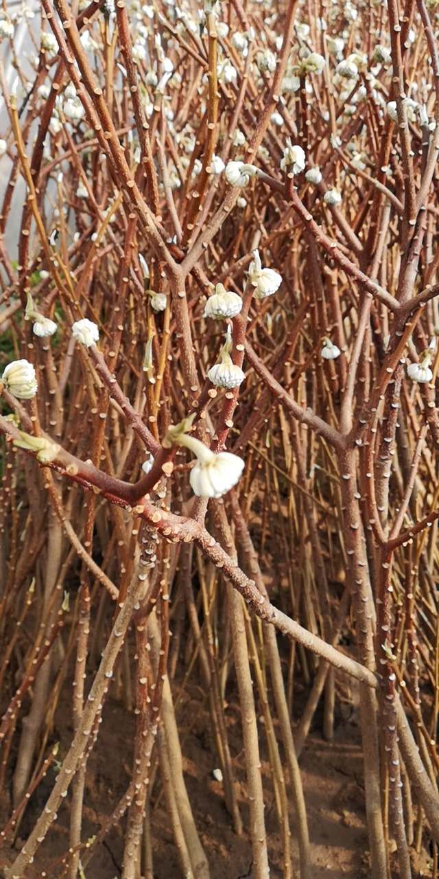 园艺结香花苗梦花树打结花梦冬花浓香花卉庭院植物盆栽六年苗开花多不