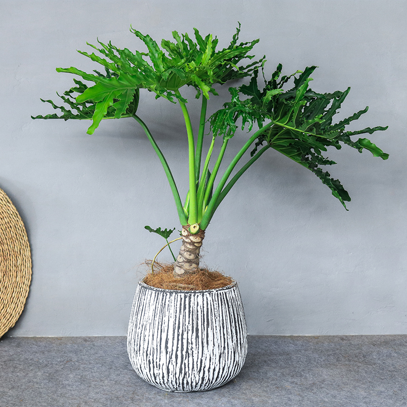 水无怜奈 龙鳞春羽老桩大号绿植盆栽办公室客厅盆景净化空气室内观叶