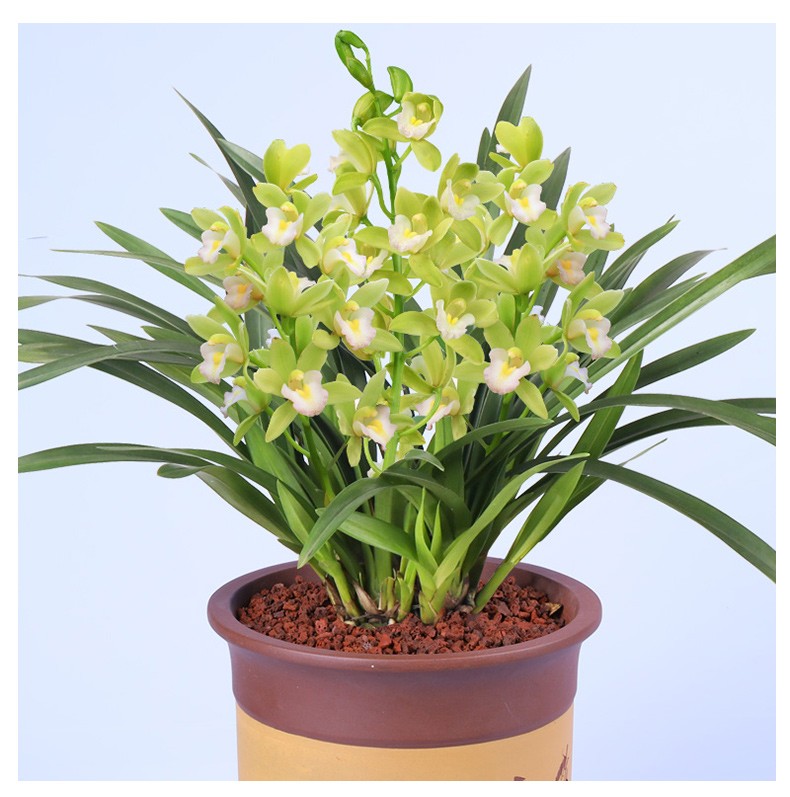高宅兰花香兰清香型兰花苗建兰四季兰香妃盆栽室内花卉绿植好养红满天