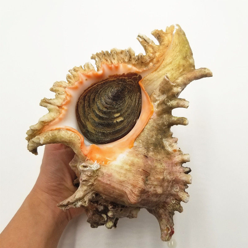 海捕千手螺批发鲜活速冻海螺刺螺超大老虎螺海鲜海产300克1315斤1只