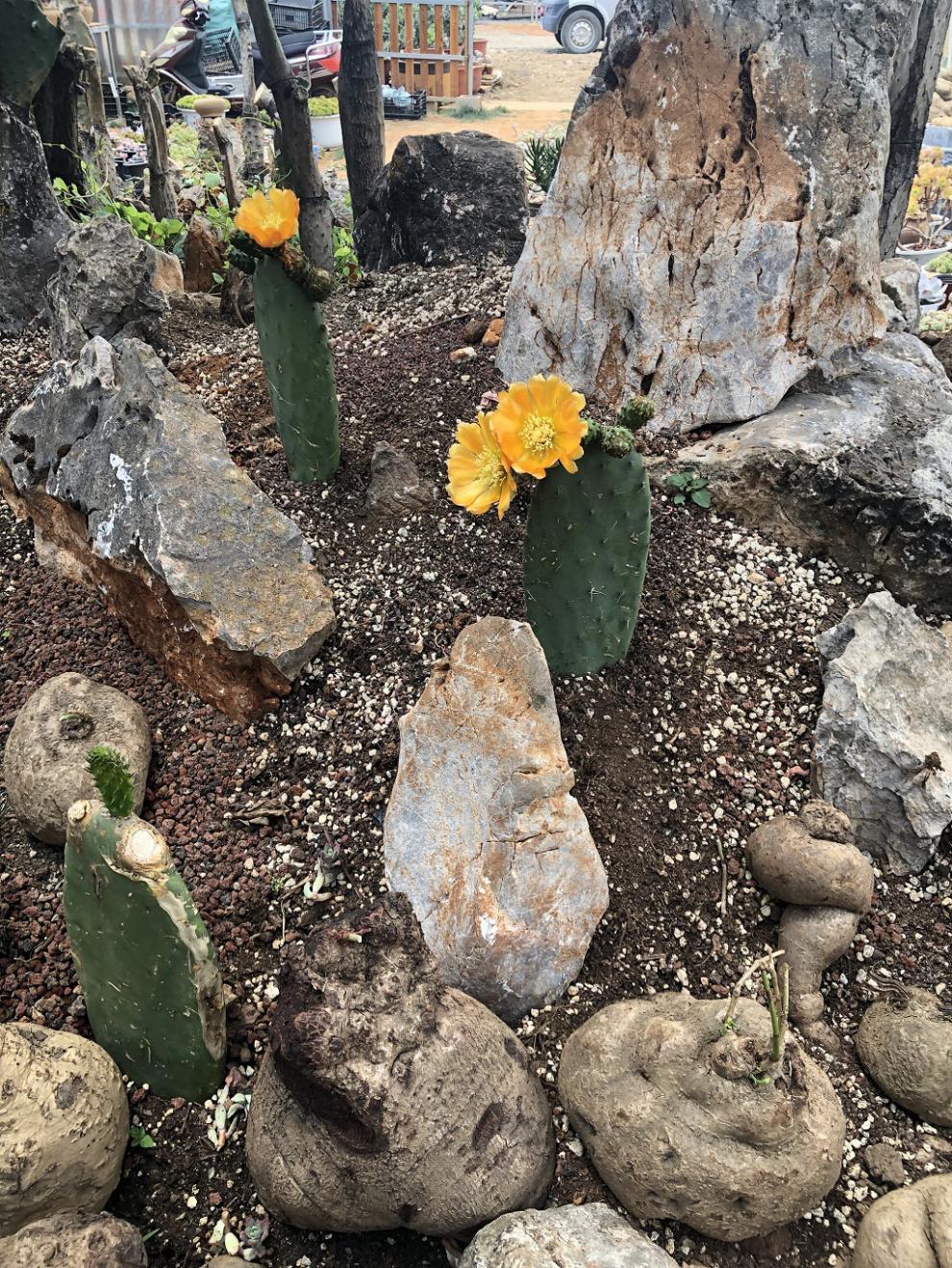 高原峭壁仙人掌树霸气老桩盆景大型沙漠造景多肉植物盆栽花卉绿植