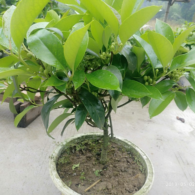 黑老虎老树熟桩 布福娜老树桩苗盆栽绿植带土杯发货 6棵一年苗高30-40