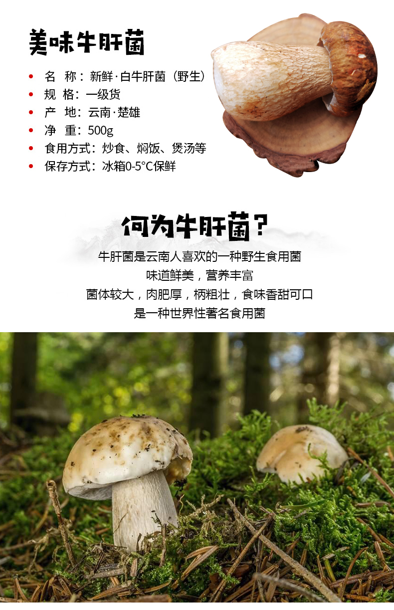云南省新鲜野生美味牛肝菌白牛肝特级蘑菇食用菌煮汤口感滑嫩鲜美乳