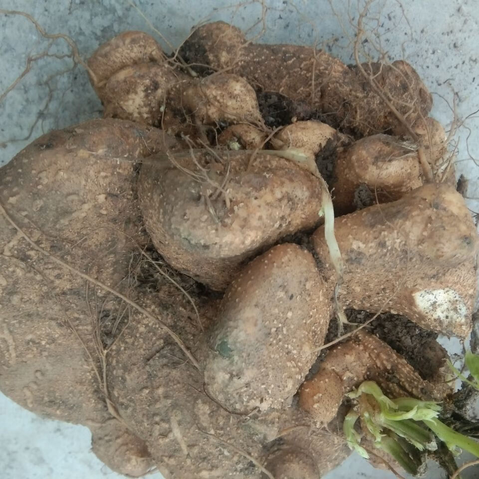 堂贵州中草药新鲜蛇莲500g克中药材雪胆原药苦金盆蛇灵罗锅底 官方