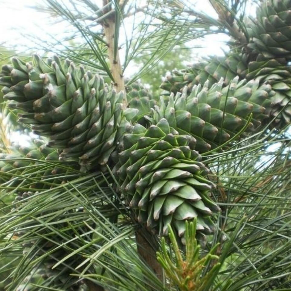 松子 新货东北松仁生松子仁新鲜坚果原味大颗粒净重试吃装 净重500克