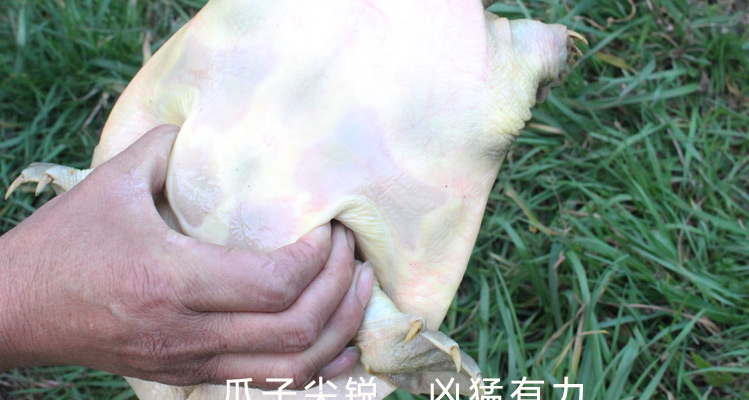 足斤外塘1斤公母鲜活大甲鱼活体王八中华老鳖团鱼水产食用500g1斤只母