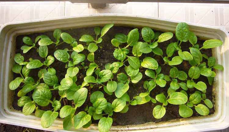 新种抗热快菜黄心菜种子庭院阳台盆栽蔬菜黄心大白菜种子籽四季种小