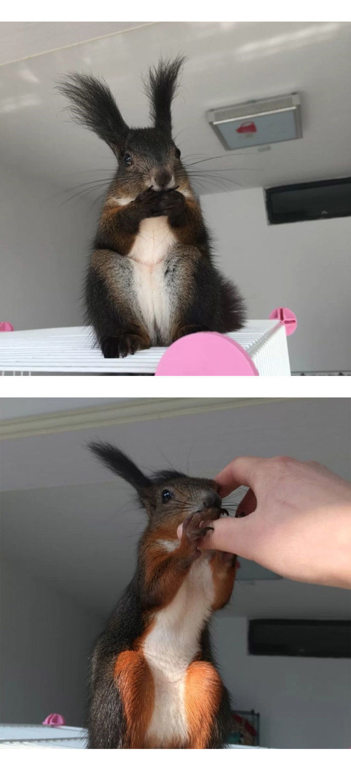 松鼠活物 宠物魔王松鼠幼崽活体奶鼠大小宠金花雪地松鼠养殖场送粮食