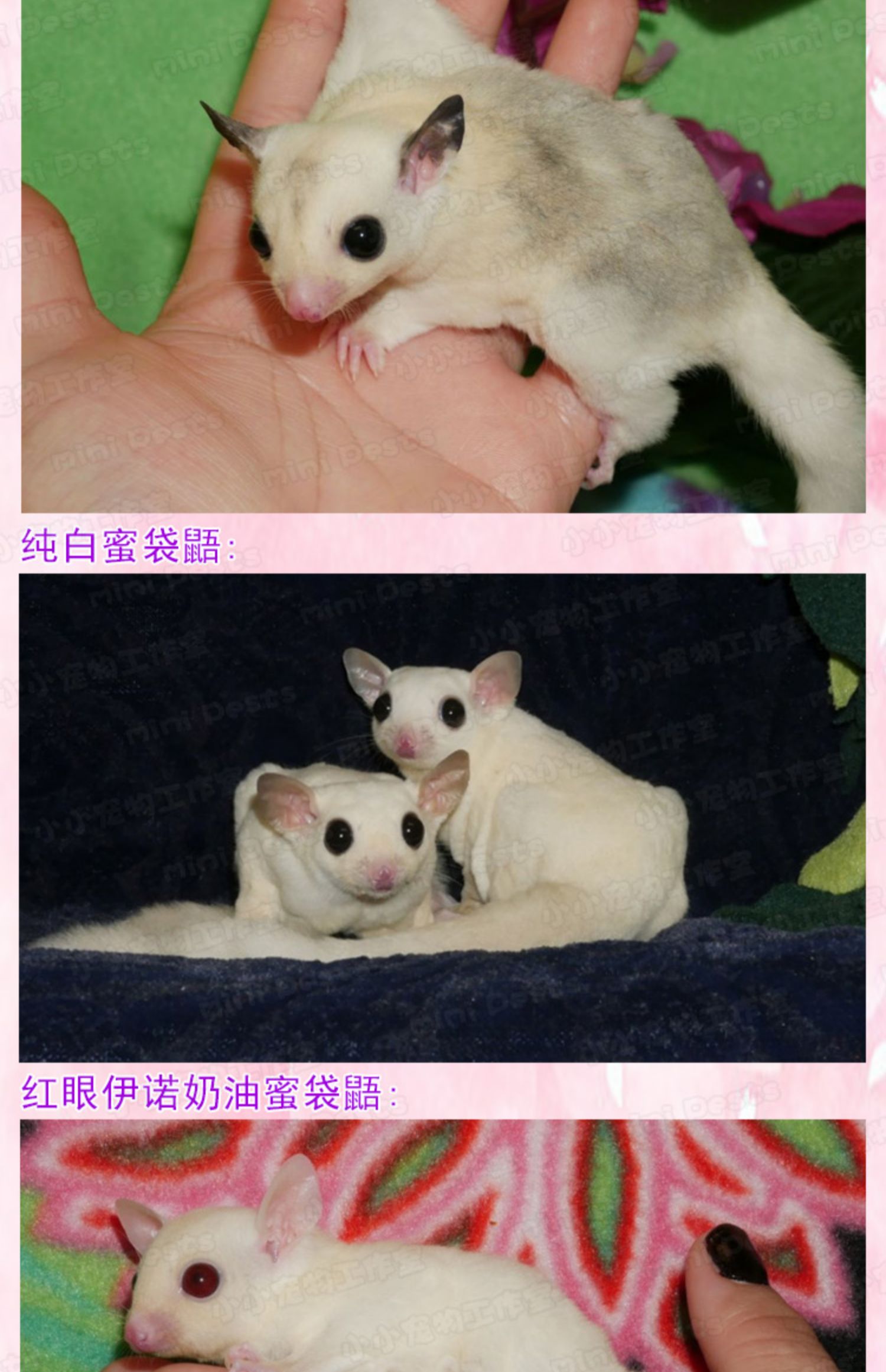 荣郁原色蜜袋妹妹澳洲蜜袋鼯宝宝滑翔鼠幼崽宠物蜜袋鼬活体驱虫包健康