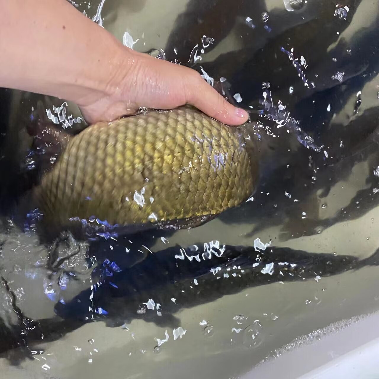 十里馋 千岛湖鲫鱼活鱼生鲜活水产孕妇炖汤营养产妇整条儿童老人食用