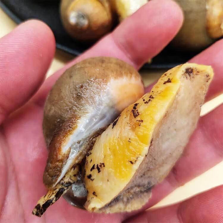 老婆脚鲍螺无冰无沙假鲍鱼鲍鱼螺新鲜珍珠鲍带壳黄金鲍螺 二三王牛 四