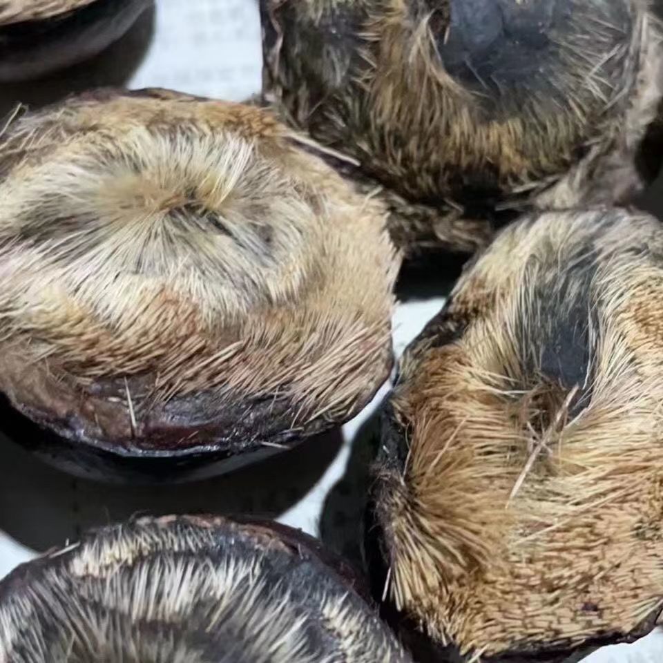 麝香正品 西藏麝香囊 林场养殖人工合成麝香囊 麝香粉 麝香仁整个