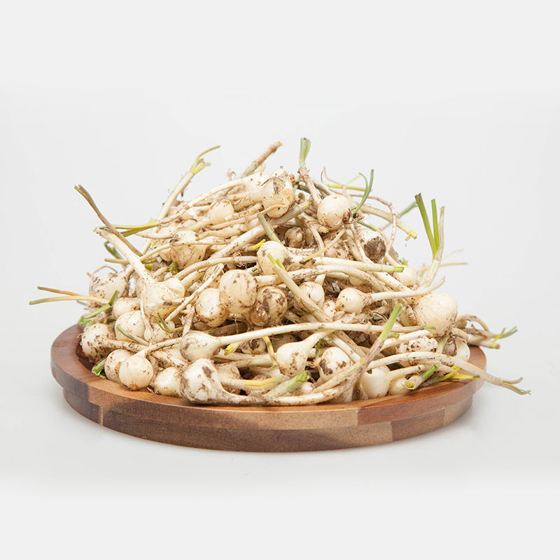 溪味道新鲜小根菜2斤东北山野菜大脑蹦大脑瓜野葱野蒜小葱小根蒜新鲜