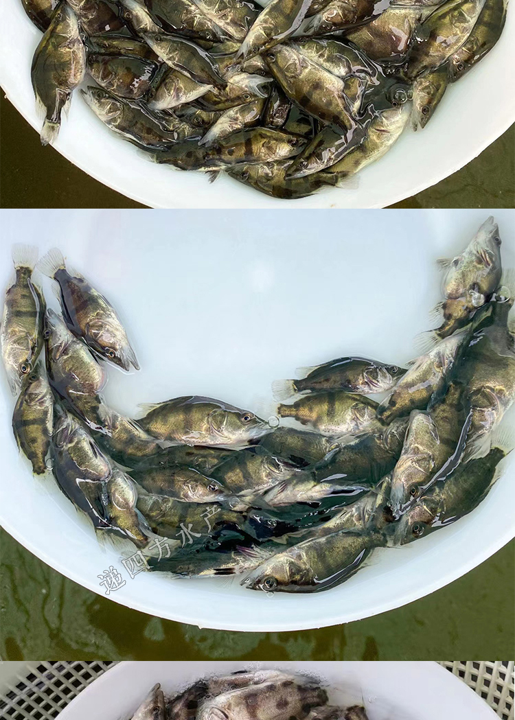 鳜鱼桂花鱼苗淡水养殖食用季花小鱼苗活物饲料活饵易活本地鱼苗34cm30
