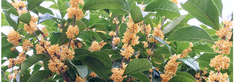 桂花苗大概多少钱一棵呢