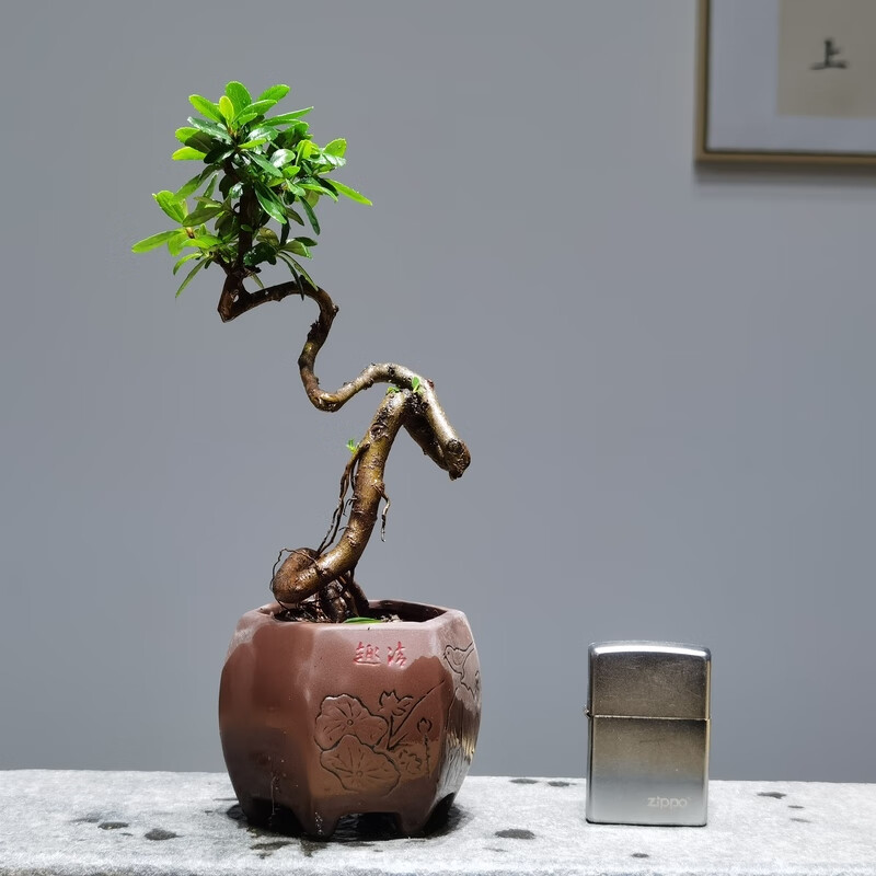 迷你微型童子功火棘掌上盆景野趣禅意盆栽苔藓景观造景茶几绿植 浅